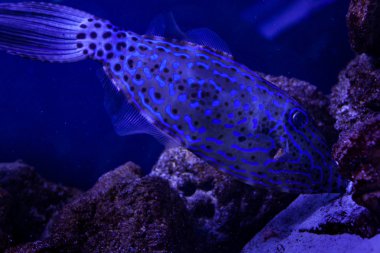 Tropikal balık yüzüyor..