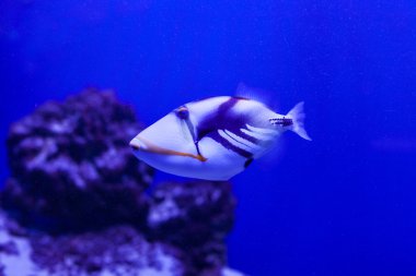 Akvaryumdaki balıklar.