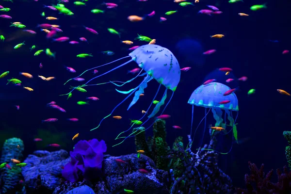 Barevné ryby a medúzy. — Stock fotografie