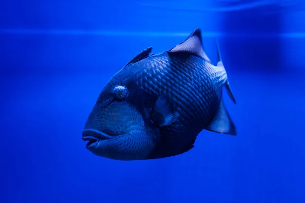 Fischtitan-Drückerfisch schwimmt. — Stockfoto