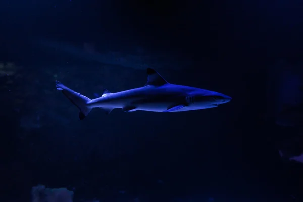 Děsivé žralok plave. — Stock fotografie