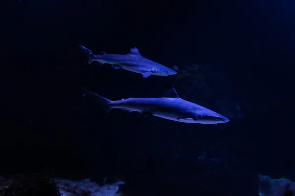 Zwei schreckliche Haie. — Stockfoto