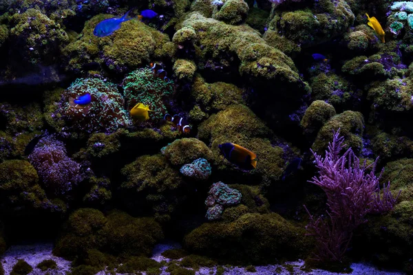 Fische unter Korallen. — Stockfoto