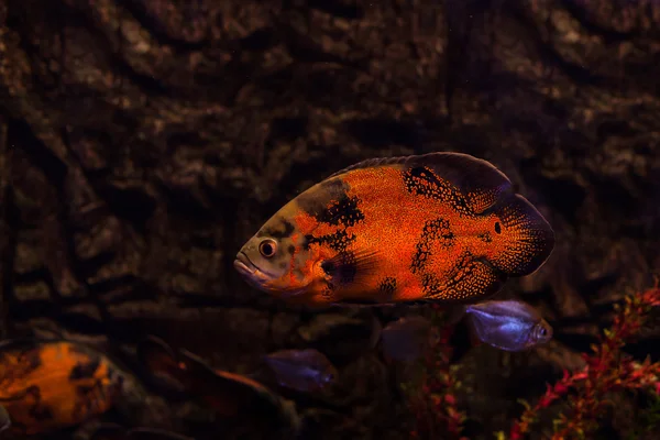 Fisch leuchtend rote Farbe. — Stockfoto