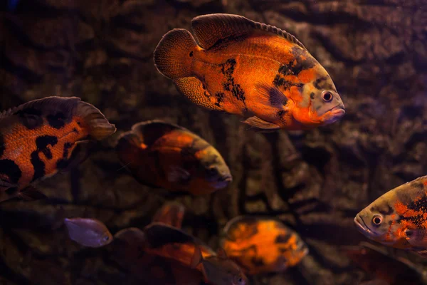 Helle Fische im Aquarium. — Stockfoto