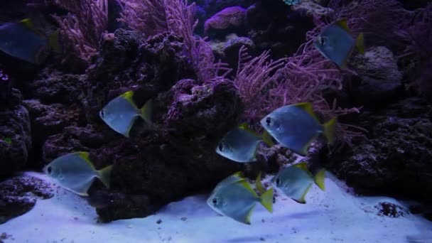 Glänzende Fische Schwimmen Meeresgrund Zwischen Korallen Und Algen — Stockvideo