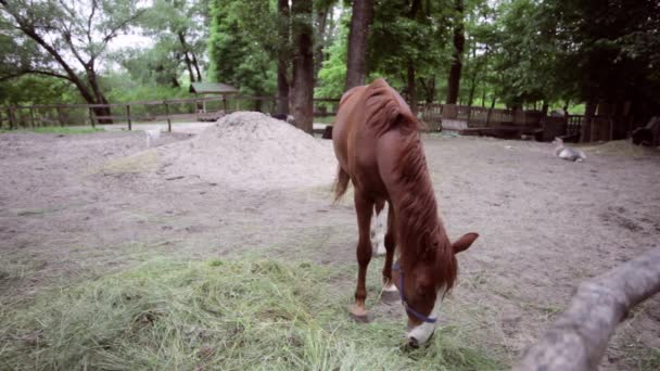 Άλογο Βόσκει Στο Ράντσο Τρώει Γρασίδι — Αρχείο Βίντεο