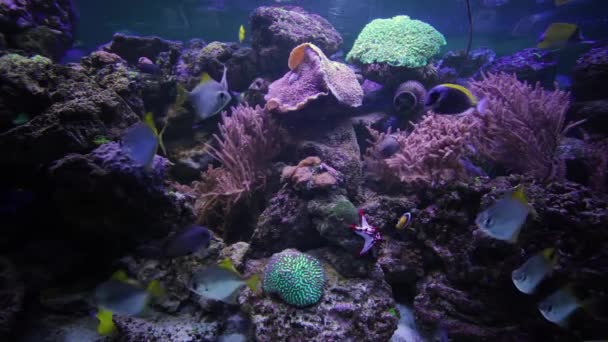 淡水魚が水族館で泳いでいます 水族館の底にはサンゴとサンゴ礁があります — ストック動画