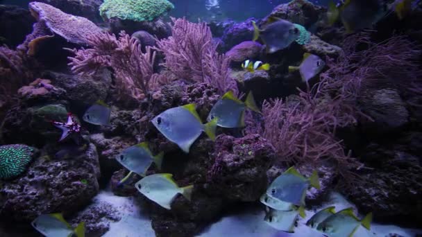 淡水魚が水族館で泳いでいます 水族館の底にはサンゴとサンゴ礁があります — ストック動画