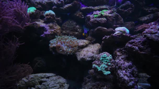 Ikan Berkilau Berenang Akuarium Bagian Bawah Akuarium Ada Karang Dan — Stok Video