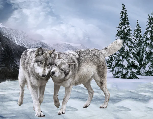 Пара щасливих вовків проти гір і лісу. Зима — стокове фото