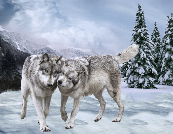 Couple of happy wolfs Against mountains and the wood . Winter