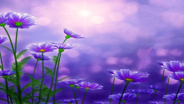 Lindas flores feitas com filtros de cor. Fundo violeta — Fotografia de Stock