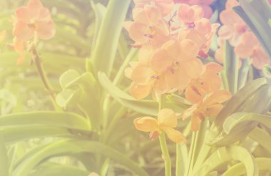 Spathoglottis orkide yeşil bir bahçe içinde