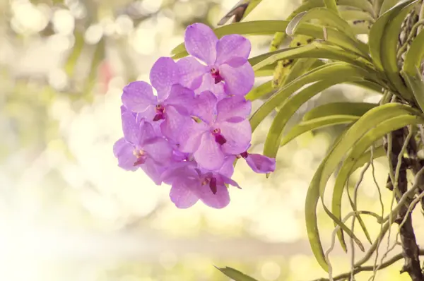 Belas orquídeas roxas — Fotografia de Stock