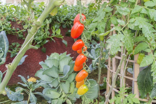 Frische Tomatenpflanzen — Stockfoto