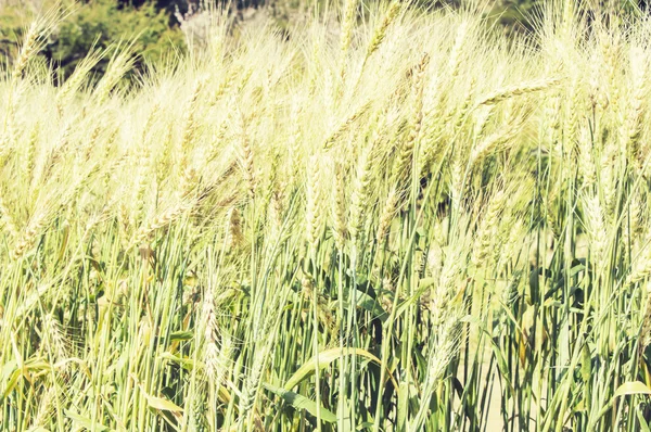 Campo di orzo verde con avena al tramonto — Foto Stock