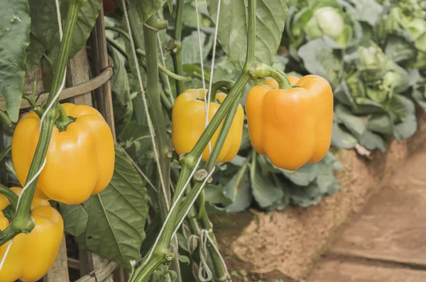 Nahaufnahme von drei frischen orangefarbenen Paprikaschoten, — Stockfoto