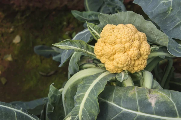 Karnabahar yetiştirme, karnabahar close-up.