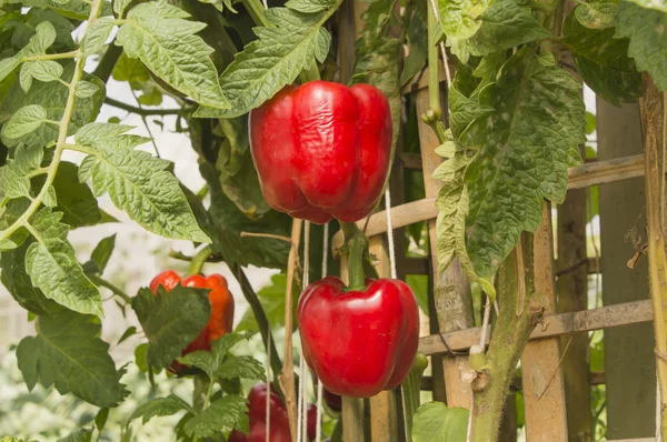 Zwei reife rote Paprika in einem Gewächshaus — Stockfoto