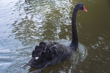 Yüzme Havuzu üzerinde siyah kuğu