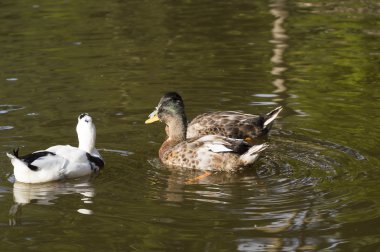 güzel yeşilbaş Ördek suda