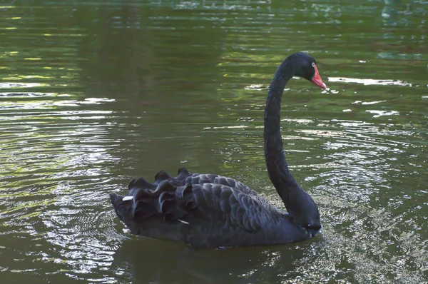 Een zwarte zwaan zwemmen op een pool — Stockfoto