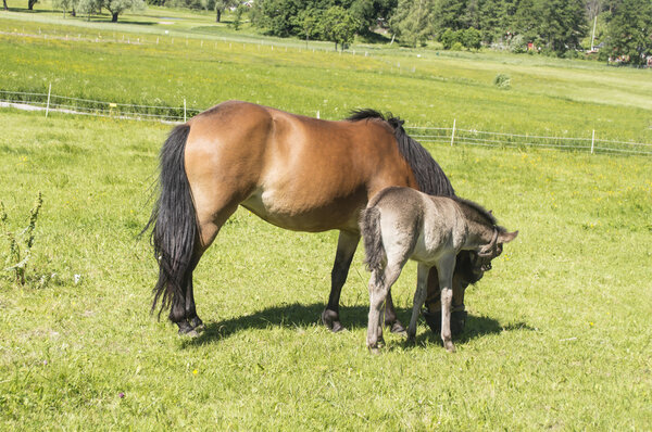 Foal with a mare on a summer pasture