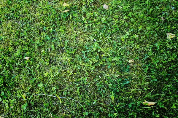Čerstvý přírodní trávník trávník — Stock fotografie