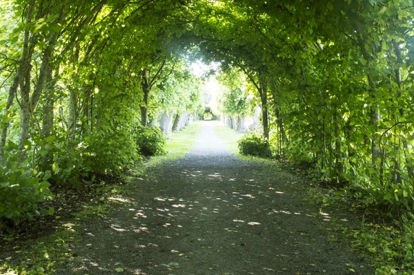 Yeşil tünel telaşı