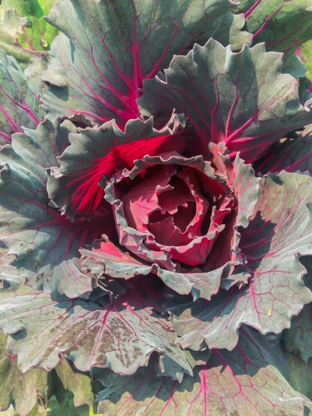 Purple lettuce — Stock Image Purple lettuce Stock Picture