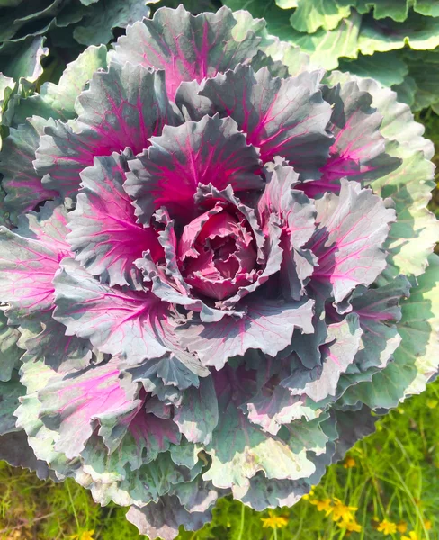 Purple lettuce — Stock Image Purple lettuce Stock Picture