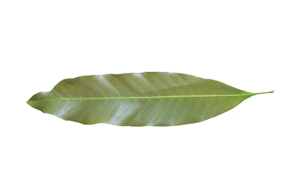 A mango leaf on a white background. — Stock Photo, Image