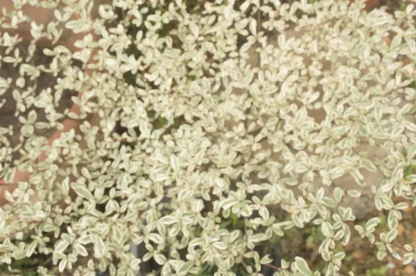Blurred Belos ramos e folhas de fundo e textura de — Fotografia de Stock