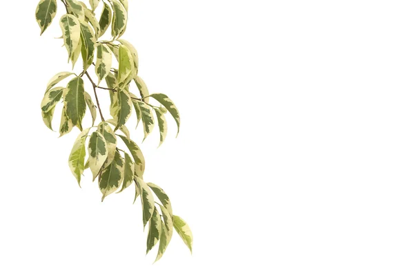 Ficus árbol aislado sobre fondo blanco — Foto de Stock