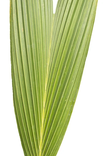 Palm leafon white isolate background — Stock Photo, Image