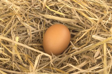 kahverengi yumurta tavuk çiftliğinde saman Nest makro çekimi