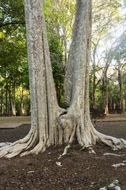 Ağacın kökü yeşil çimlerde.