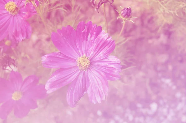 背景の柔らかいスタイルに美しいコスモスの花 — ストック写真