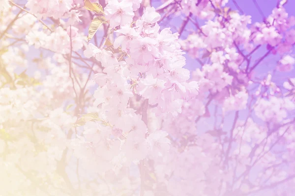 Körsbärsblommor blomma i mjuk stil för bakgrund — Stockfoto