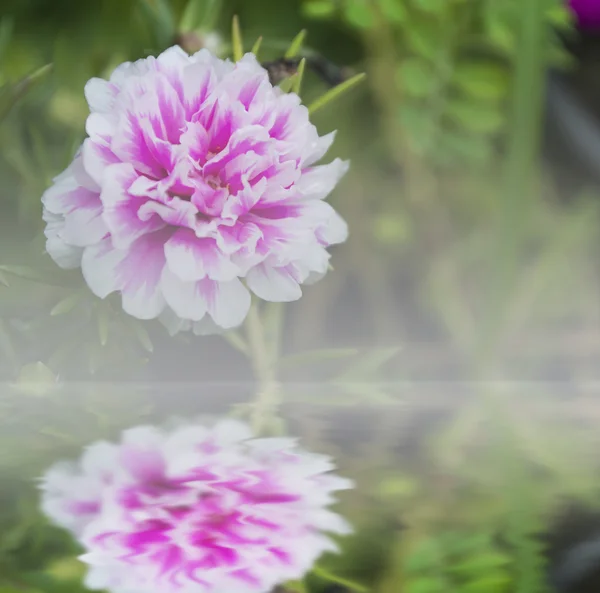Общий цветок Purslane отражается в воде — стоковое фото