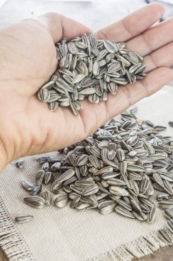 bir kadın elinde ayçiçeği tohumu