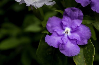 Brunfelsia tatlı uniflora çiçek siyah arka plan üzerine