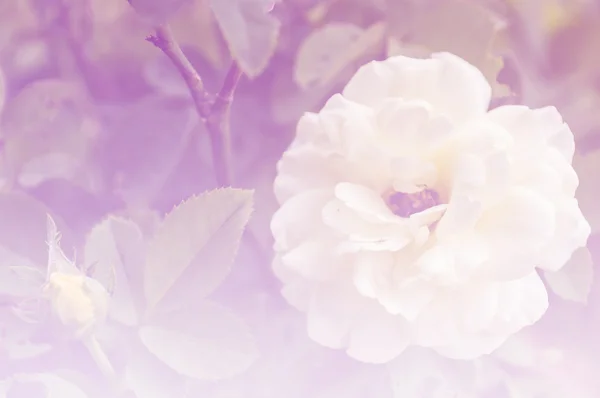 Цветок розы в мягком стиле для фона — стоковое фото