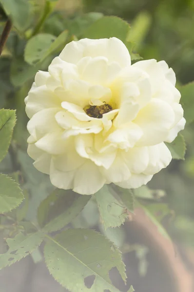 Rosa fiore in stile morbido per lo sfondo — Foto Stock