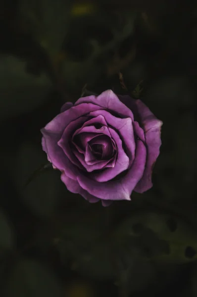 Vacker lila ros i ryggen ljus på en mörk bakgrund. — Stockfoto