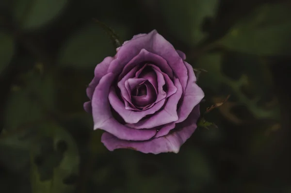 Bella rosa viola nella luce posteriore su uno sfondo scuro . — Foto Stock