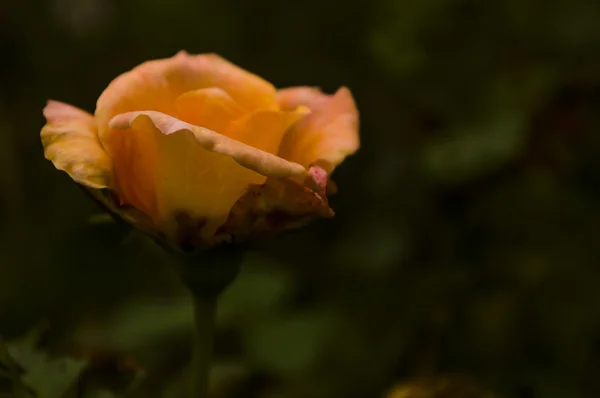Bela rosa laranja na luz traseira em um fundo escuro . — Fotografia de Stock
