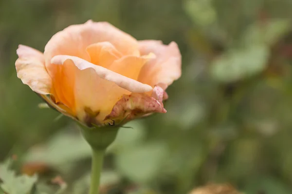 Rose orange vif dans le jardin — Photo