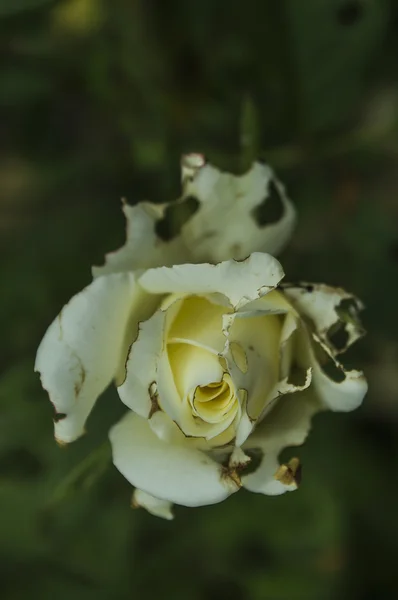 Fiore di rosa che inizia ad aprirsi, sullo sfondo scuro — Foto Stock